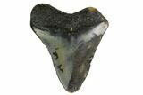 Bargain, Megalodon Tooth - North Carolina #152817-1